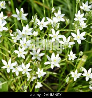 Starshaped white star-di-betlehem fiori in un giardino Foto Stock