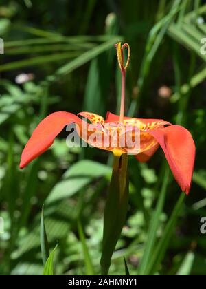 Orange spotted jockey cappuccio del giglio Tigridia pavonia fiore Foto Stock