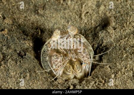 Laguna Canocchia, Lysiosquilla tredecimdentata Foto Stock