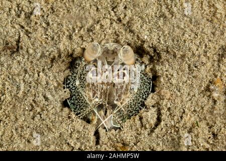 Laguna Canocchia, Lysiosquilla tredecimdentata Foto Stock