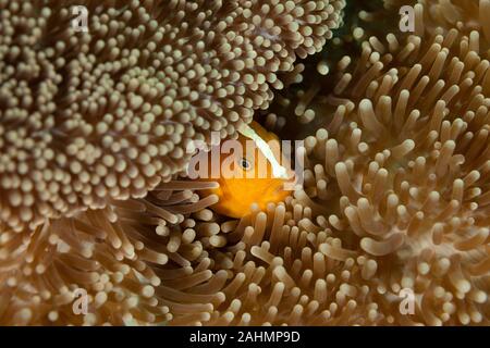 Orange skunk clownfish, Amphiprion sandaracinos Foto Stock