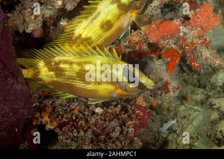 Spinefoot mascherato, Siganus puellus, noto anche come decorate rabbitfish o mascherato rabbitfish Foto Stock