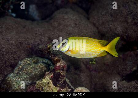 Spinefoot mascherato, Siganus puellus, noto anche come decorate rabbitfish o mascherato rabbitfish Foto Stock