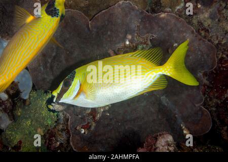 Spinefoot mascherato, Siganus puellus, noto anche come decorate rabbitfish o mascherato rabbitfish Foto Stock