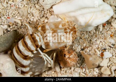 Zebra canocchia o striato canocchia, Lysiosquillina maculata Foto Stock