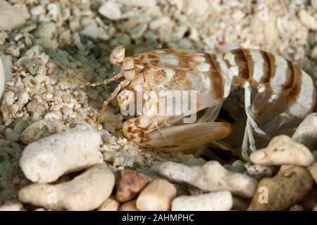 Zebra canocchia o striato canocchia, Lysiosquillina maculata Foto Stock