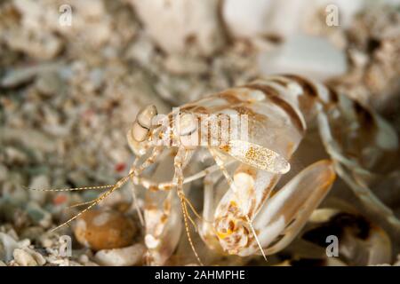 Zebra canocchia o striato canocchia, Lysiosquillina maculata Foto Stock