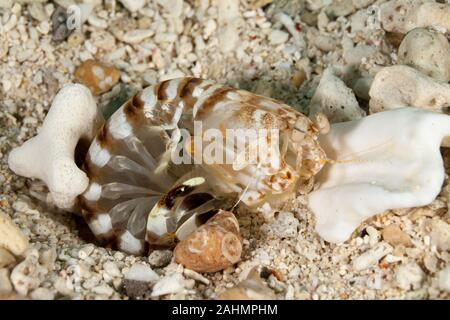 Zebra canocchia o striato canocchia, Lysiosquillina maculata Foto Stock