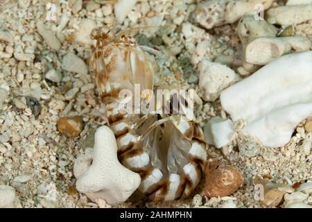 Zebra canocchia o striato canocchia, Lysiosquillina maculata Foto Stock