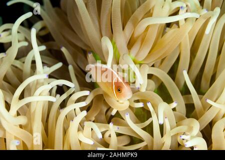 Nosestripe clownfish o nosestripe anemonefish,skunk clownfish, Amphiprion akallopisos Foto Stock