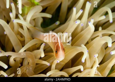 Nosestripe clownfish o nosestripe anemonefish,skunk clownfish, Amphiprion akallopisos Foto Stock