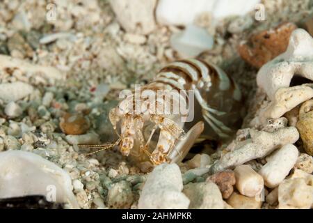 Zebra canocchia o striato canocchia, Lysiosquillina maculata Foto Stock