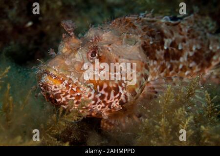Scorpaena scrofa, nome comune red scorfani, Bigscale scorfani, o di grande scala scorpion fish Foto Stock