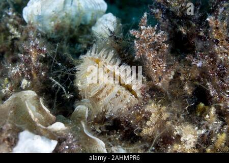 Pinna rudis, la ruvida penna o guscio ventola spinoso-cozze, è una specie di molluschi bivalvi in famiglia Pinnidae. Foto Stock