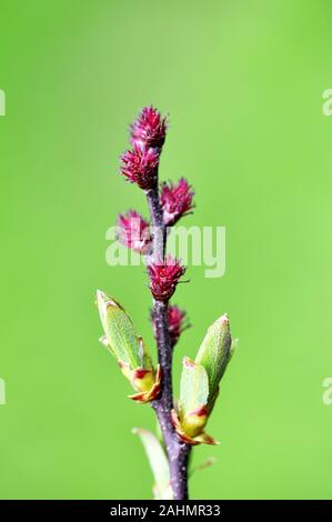 Primo piano sul bog-mirto Myrica gale amenti femmina Foto Stock