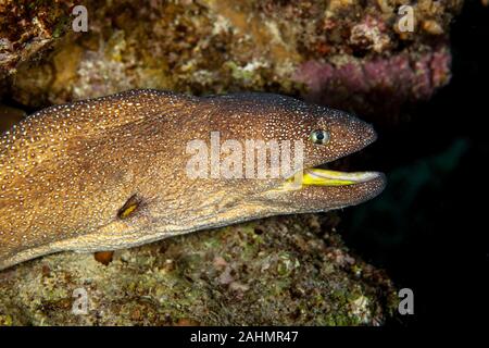 Yellowmouth Murena - Gymnothorax nudivomer Foto Stock