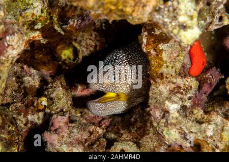 Yellowmouth Murena - Gymnothorax nudivomer Foto Stock