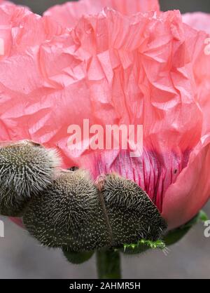 Primo piano su una rosa orientali petali di papavero Foto Stock