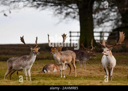 Cervi sono visto il pascolo in un freddo mattino luminoso in Glenfield Lodge Park, Leicestershire. Foto Stock