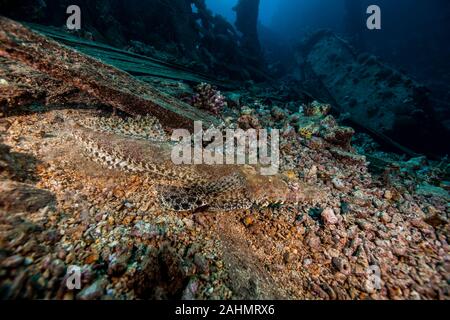 La Beautford Crocodilefish (Coccodrillo) Flathead - Cymbacephalus beauforti Foto Stock