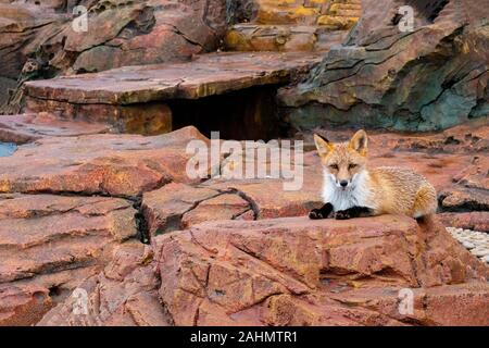 Red Fox con calma si trova su una pietra e si guarda nel telaio. Nel selvaggio Foto Stock