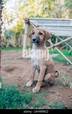 un carino cucciolo randagio in india Foto Stock