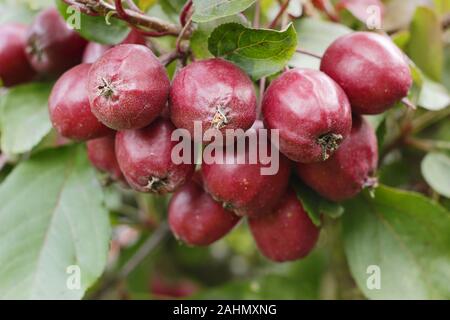 Malus 'Harry Baker' crab mele in tarda estate. Regno Unito. Foto Stock