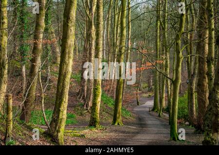 Sentiero attraverso un viale di alberi di alto fusto nella luce del sole di primavera dal vecchio bolo di colline in legno Cobnar, ora parte di tombe Park, Sheffield. Foto Stock