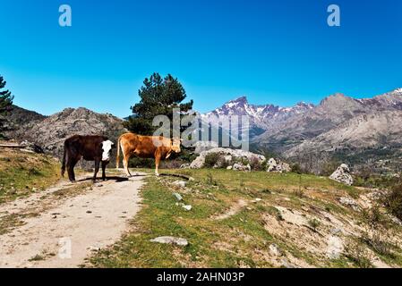 Corsica le vacche Golo Valley, Paglia Orba picco e Monte Cinto massiccio è a sfondo, Casamaccioli, Corsica centrale, Haute Corse, Francia Foto Stock