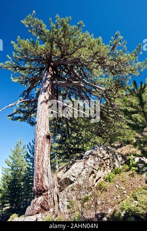 Vecchio Pino nero albero cresce da rocce in Corsica Corsica varietà di Pinus nigra chiamando Pin Laricio, cavallo morto foresta in Corsica centrale, Francia Foto Stock