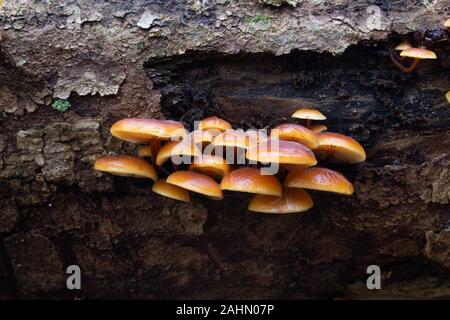 Wild Enoki funghi su un albero morto, chiamato anche Flammulina velutipes o Gemeiner Samtfussrübling Foto Stock