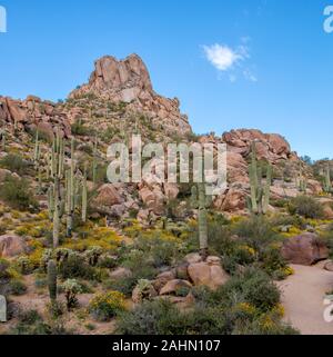 In primavera i fiori selvatici display sul bellissimo Picco Pinnacolo sentiero escursionistico nella parte Nord di Scottsdale, Arizona. Foto Stock