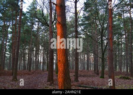 Tramonto Rosso riflette su un 'incandescente' tronco di albero di pino silvestre in Knole Park, Kent, un medievale deer park con collegamenti a Enrico VIII e Vita Sackville West Foto Stock