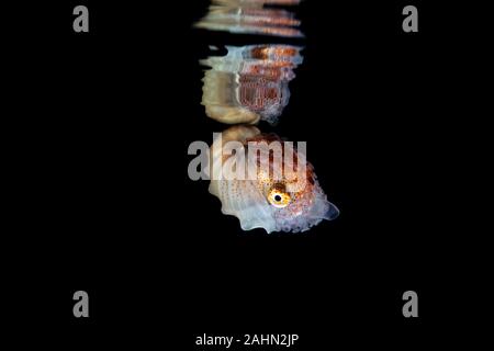 Nautilus di carta con la riflessione sulla superficie dell'acqua, Argonauta argo, gli Argonauti (genere Argonauta, il solo genere esistenti nella famiglia Argonautidae) Foto Stock