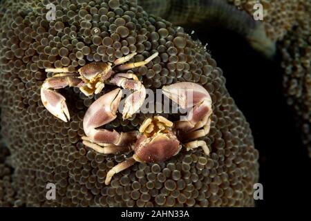Il granchio porcellana dall'Indo-Pacifico regione, Neopetrolisthes maculatus Foto Stock