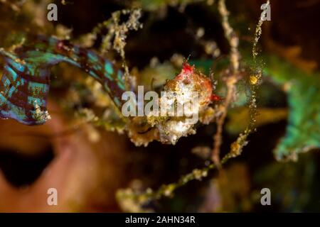 Di Pontoh cavalluccio marino pigmeo o con erbacce cavalluccio marino pigmeo, Hippocampus pontohi, è un cavalluccio marino della famiglia Syngnathidae nativo per il central Indo-pacifico Foto Stock