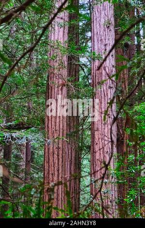 Coppia di alberi di sequoia Foto Stock