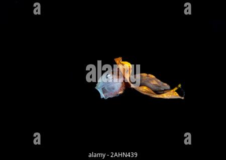 Carta nautilus, seduta su una foglia, Argonauta argo, gli Argonauti (genere Argonauta, il solo genere esistenti nella famiglia Argonautidae) sono un gruppo di pe Foto Stock