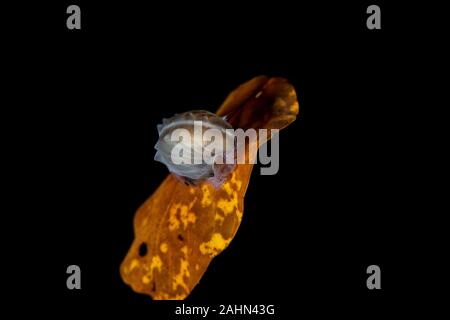 Carta nautilus, seduta su una foglia, Argonauta argo, gli Argonauti (genere Argonauta, il solo genere esistenti nella famiglia Argonautidae) sono un gruppo di pe Foto Stock