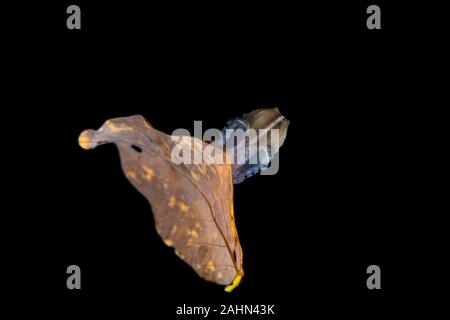 Carta nautilus, seduta su una foglia, Argonauta argo, gli Argonauti (genere Argonauta, il solo genere esistenti nella famiglia Argonautidae) sono un gruppo di pe Foto Stock
