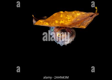 Carta nautilus, seduta su una foglia, Argonauta argo, gli Argonauti (genere Argonauta, il solo genere esistenti nella famiglia Argonautidae) sono un gruppo di pe Foto Stock