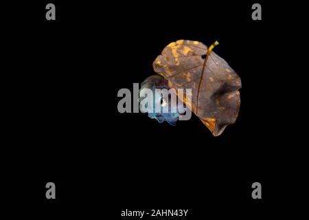 Carta nautilus, seduta su una foglia, Argonauta argo, gli Argonauti (genere Argonauta, il solo genere esistenti nella famiglia Argonautidae) sono un gruppo di pe Foto Stock