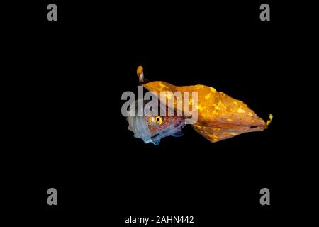 Carta nautilus, seduta su una foglia, Argonauta argo, gli Argonauti (genere Argonauta, il solo genere esistenti nella famiglia Argonautidae) sono un gruppo di pe Foto Stock