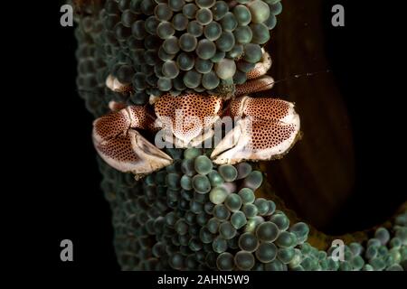 Il granchio porcellana dall'Indo-Pacifico regione, Neopetrolisthes maculatus Foto Stock