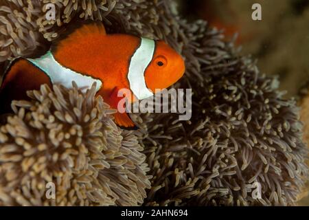 Il ocellaris clownfish (Amphiprion ocellaris), noto anche come false percula clownfish o clownfish comune Foto Stock