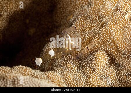 Anemone di vetro gamberetti o Peacock-Tail Anemone, gamberetti Periclimenes brevicarpalis Foto Stock