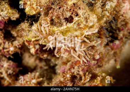 Phyllodesmium briareum Foto Stock