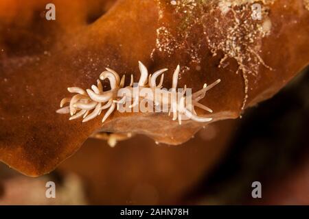 Phyllodesmium briareum Foto Stock