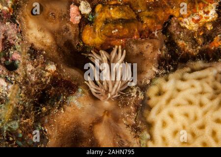 Phyllodesmium briareum Foto Stock