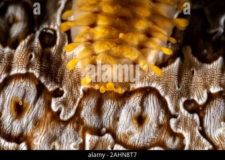 Cetriolo marittimo worm di scala, Gastrolepidia clavigera, strisciando sul suo host Foto Stock